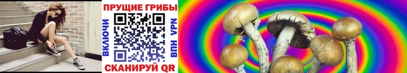 Псилоцибиновые грибы Psilocybe  Саров 